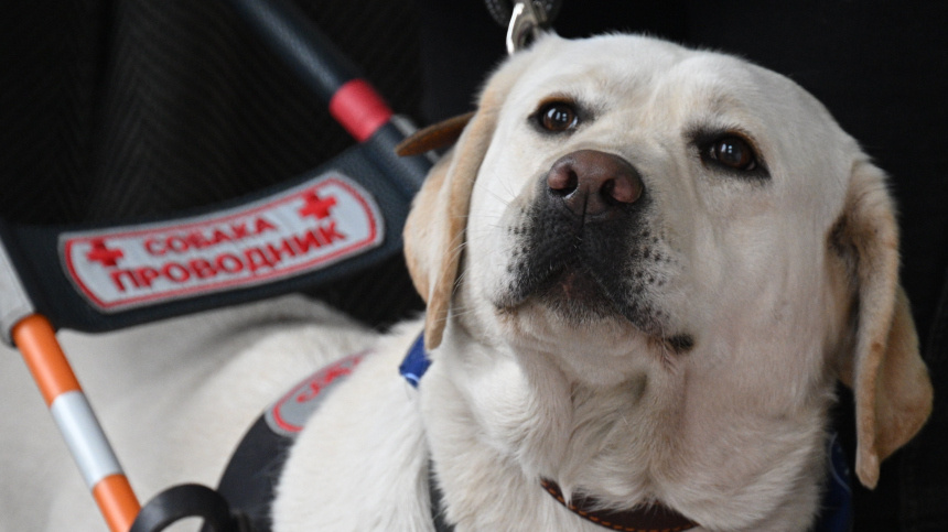    Фото: © РИА Новости/Рамиль Ситдиков; 5-tv.ru