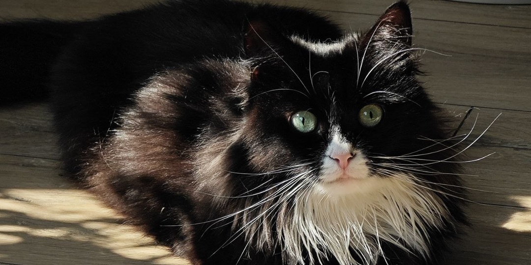 Ещё раз покажу что сейчас цветёт, и за вышивку