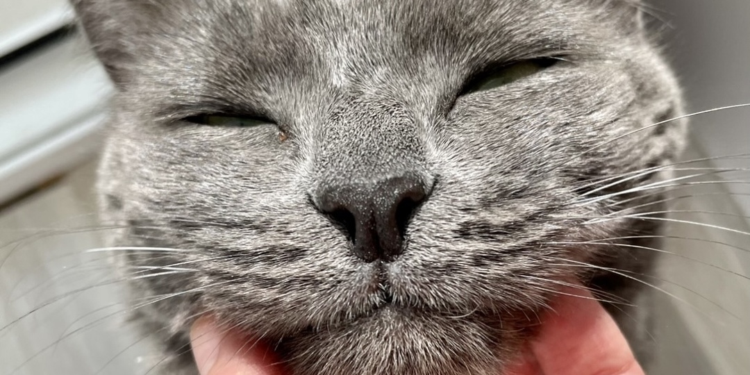 Почему кошка кладёт свою мордочку в ладонь или на руку человека