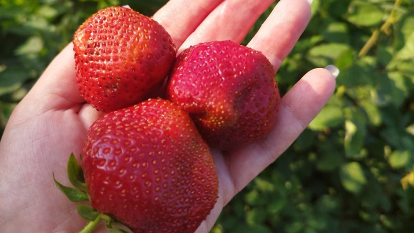    фото smilekaluga.ru