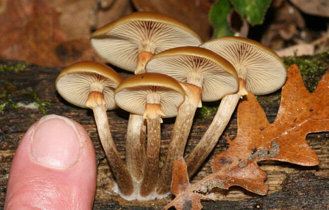 Галерина окаймлённая: Тихий убийца из леса