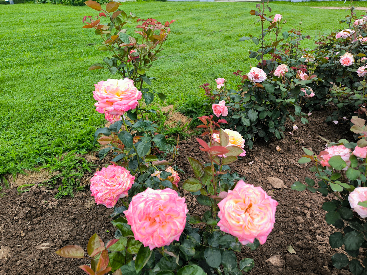 Цветочки красивые