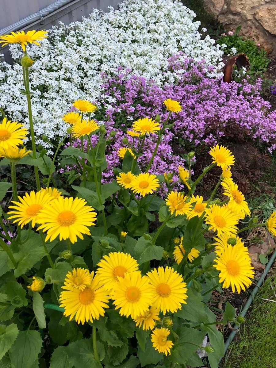 Фото из архива, дача 2025 года.