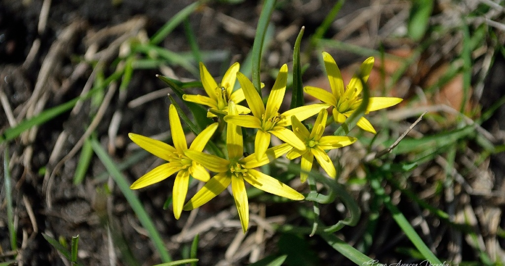 Всё шире объятия весны...