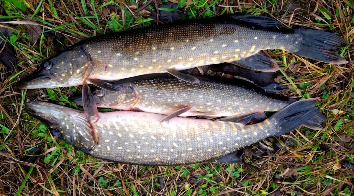 Если все сделано правильно, то улов почти гарантирован