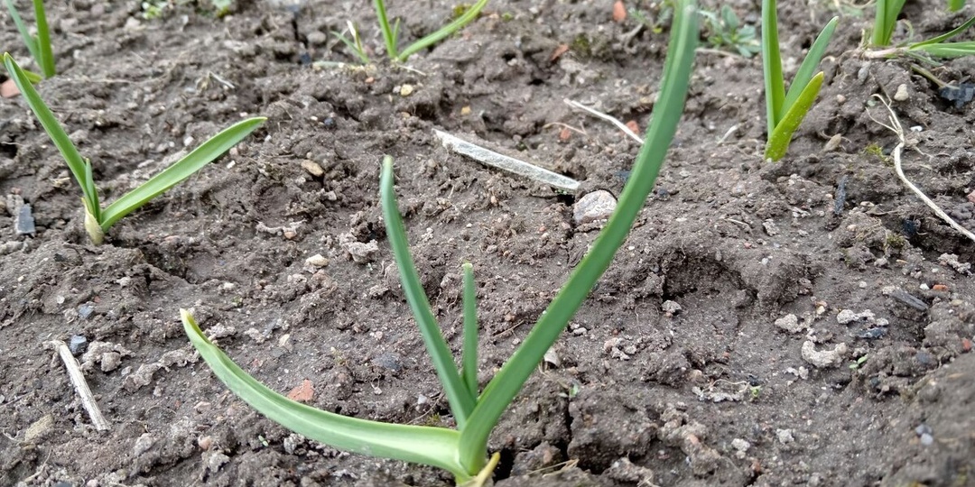 1 ст. л. на 10 л. воды для подкормки чеснока в апреле.