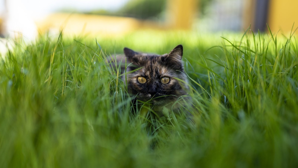    Адресник на ошейнике — самый простой и быстрый способ связи с владельцем
