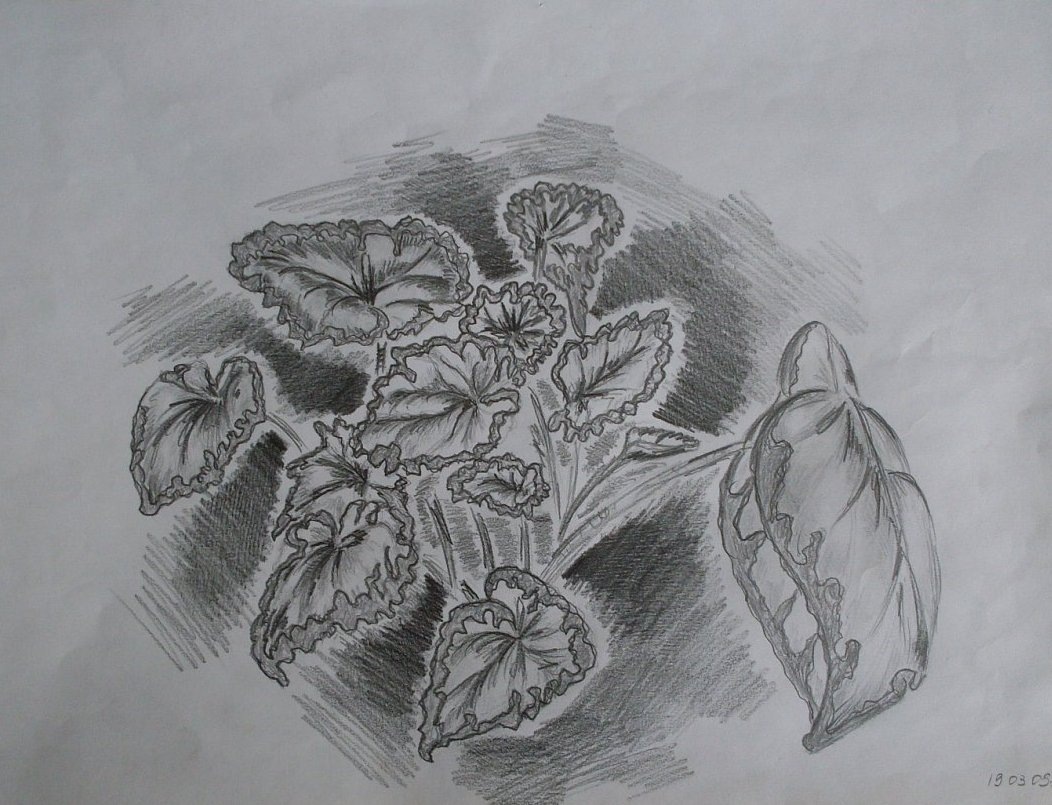 Карандаш, бумага. Антонова М.А. 2009 г.