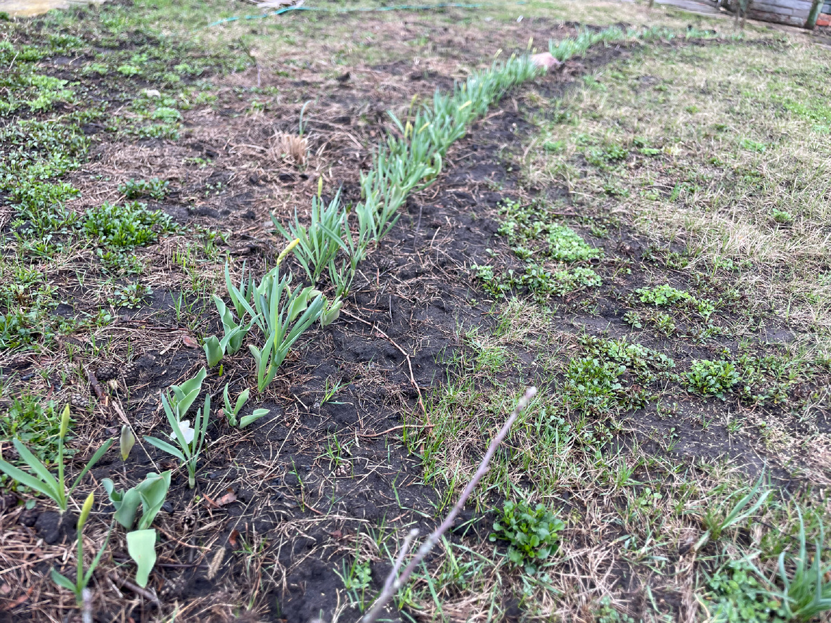 Дуга луковичных взошла!