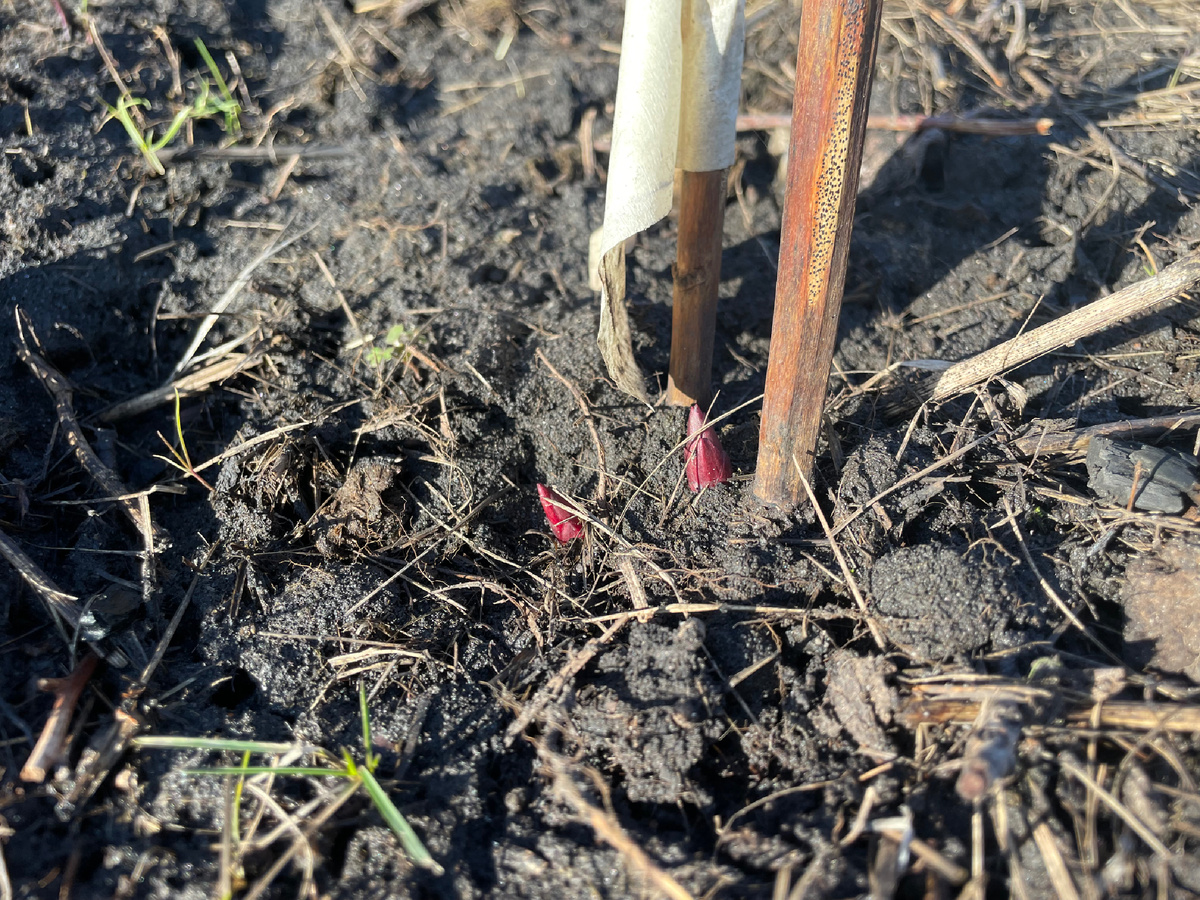 Непривычно голая земля с остатками сорняков