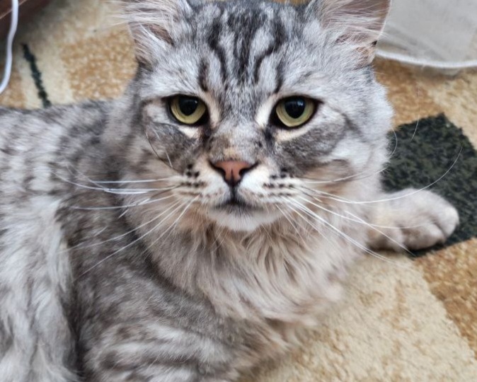 Большой красивый котик Корсик ищет дом!