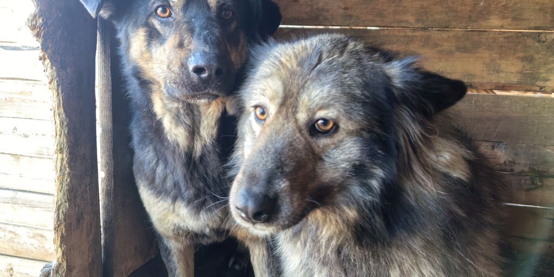 У пропасти на краю. Приют на 1500 животных гибнет.