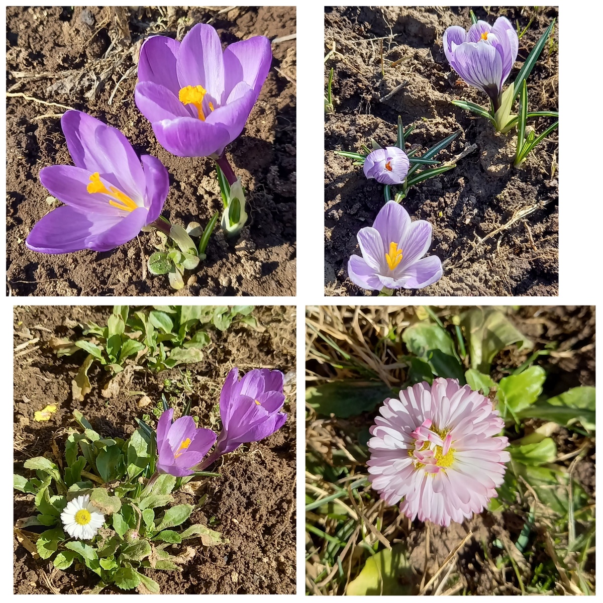 Фотоколлаж автора