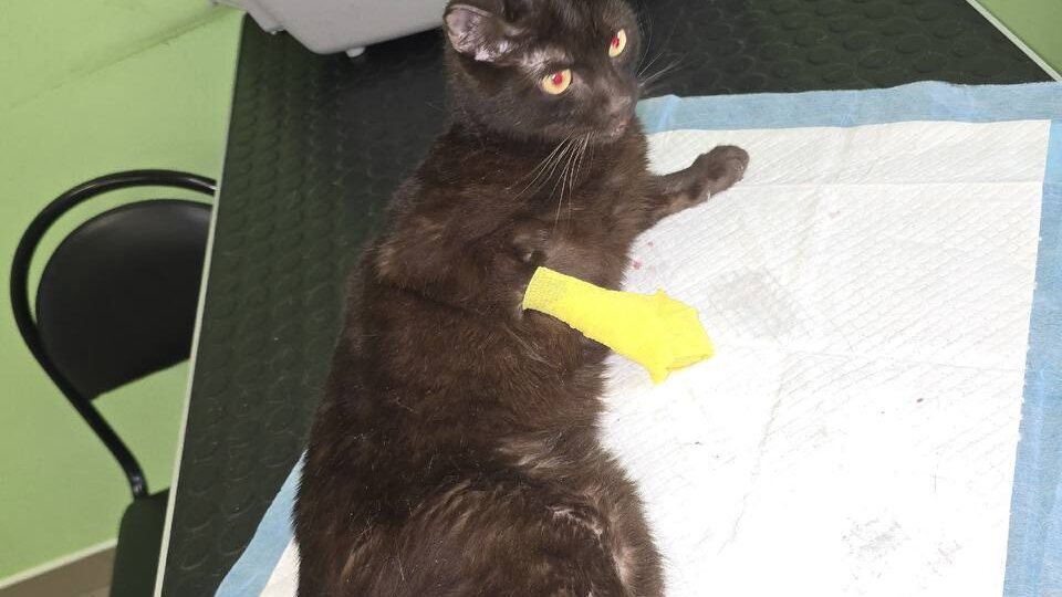 У Брауни опять плохо с лапками, снова перевязки и лечение