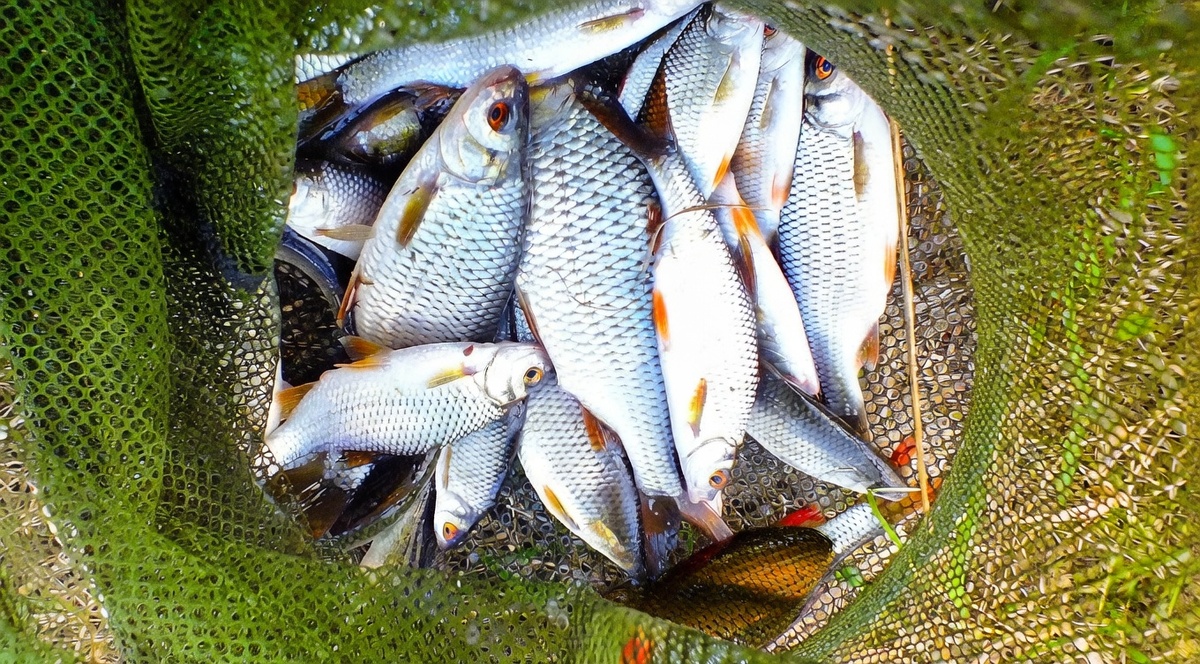 Если все сделать правильно - то вы с плотвой