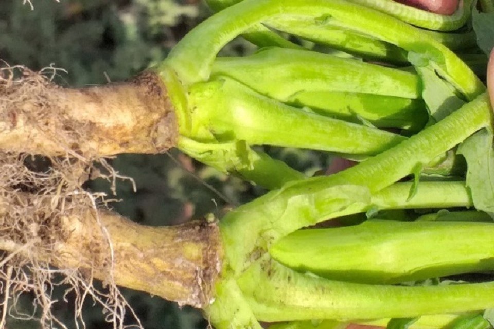    В крае обследовали более 20 тыс га посевов. Фото: пресс-служба Ставропольского филиала Россельхозцентра