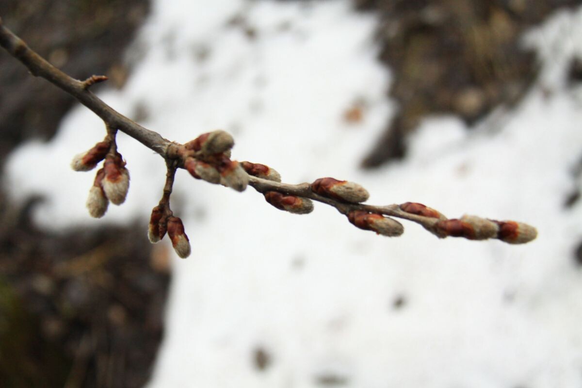    Фото: Алексей Чухланцев