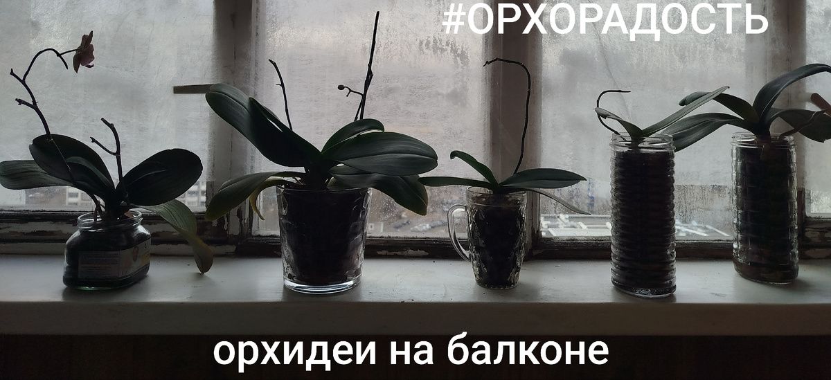 Орхорадость. Орхидеи. Переезд на балкон. Нижнюю часть тоже притеню, чтобы жаркие лучи солнца не перегрели воду.