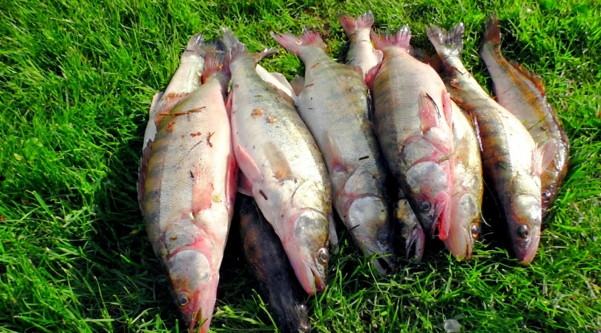 Джиг очень добычлив при ловле судака