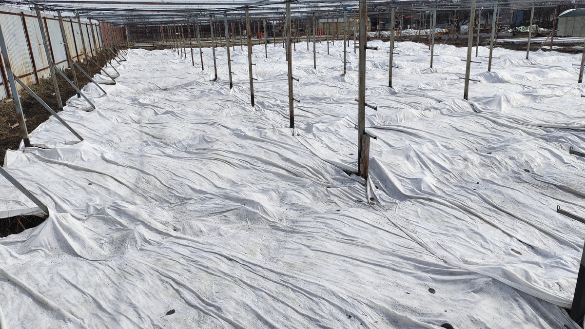 Виноградник на 30.03.2026.  Укрыт белым дорнитом. Троса подняты наверх. 