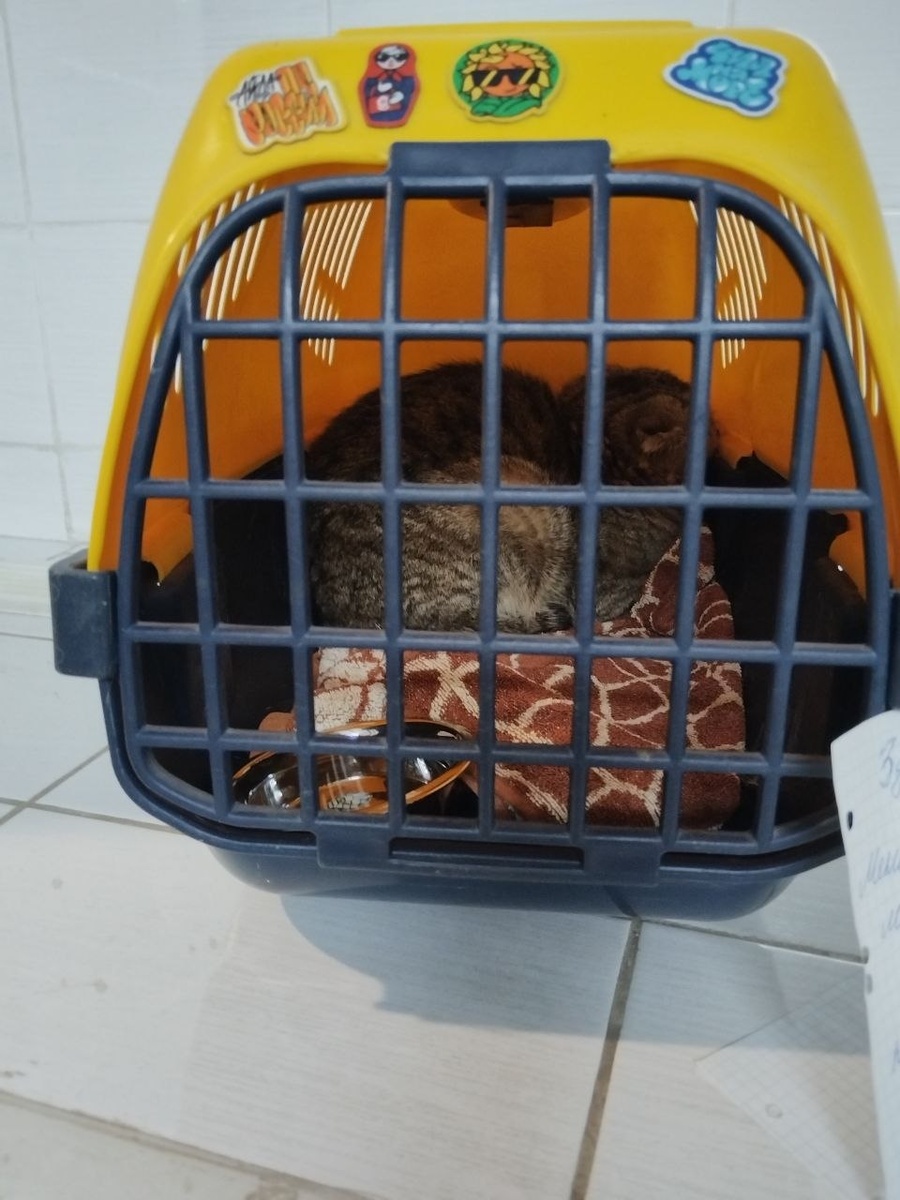 Фото из чата