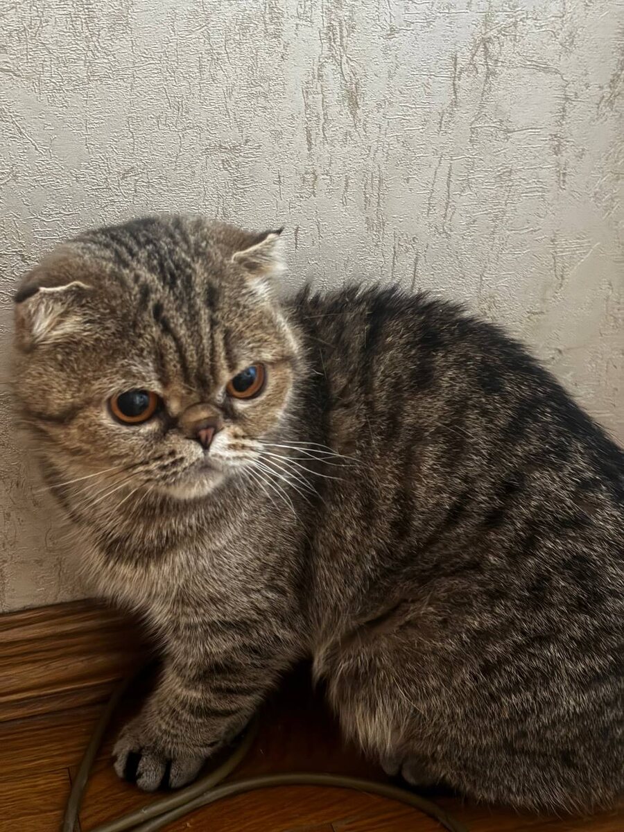 Та самая Бусинка у новой хозяйки