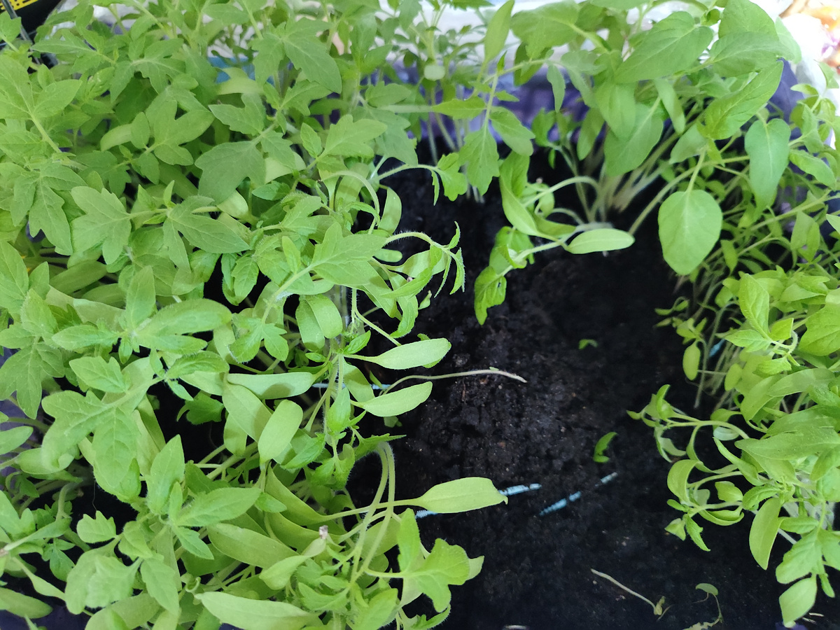 Помидоры. Остались.