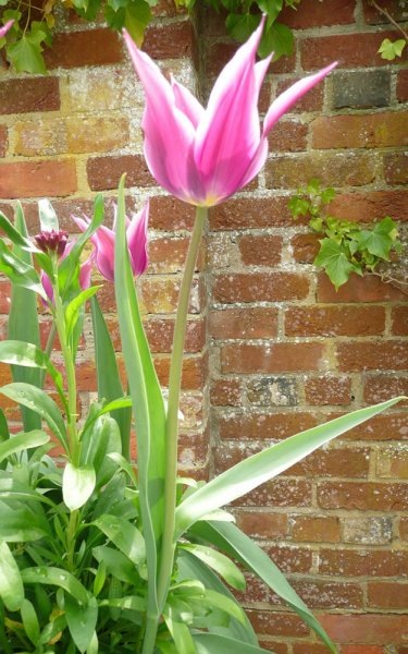 Фото Oakleaf Gardening