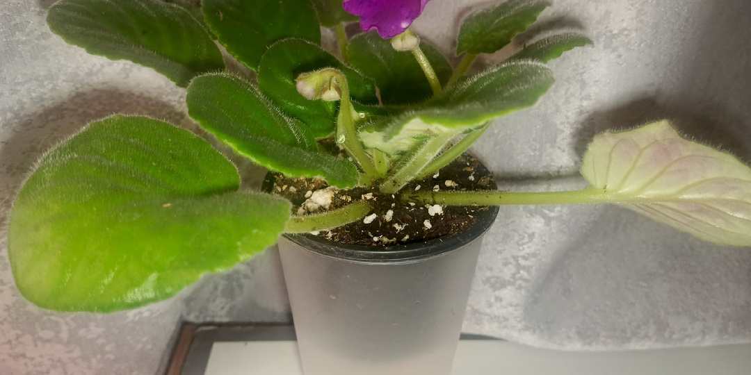 ТЕПЕРЬ ПОДКОРМКИ ФИАЛКАМ ДАЮ ЧЕРЕЗ ФИТИЛЬ.