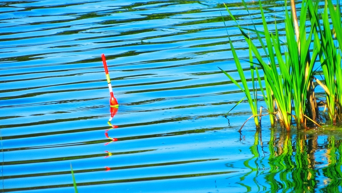 У кромки травы клюет лучше