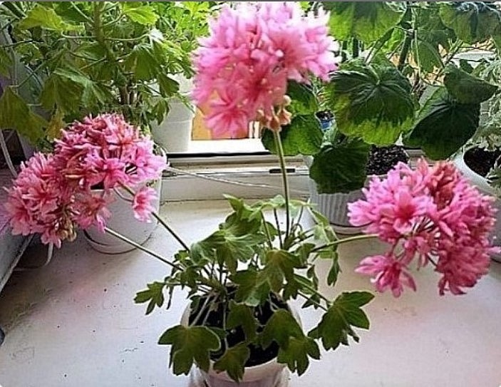   Проглогоднее цветение мини-стеллара