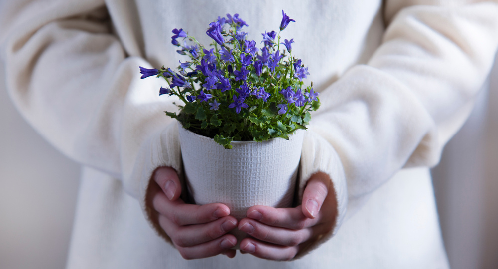 Домашние растения: за или против