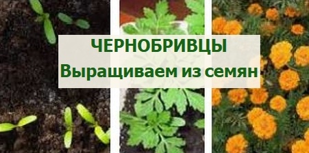 чернобривцы из семян