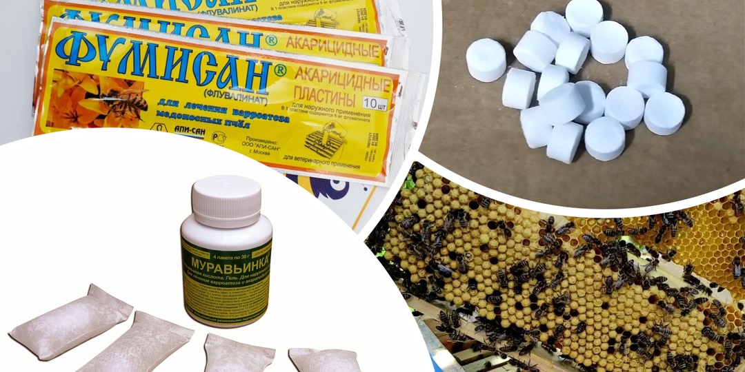 Не ждите, когда клещ убьёт пчёл, будьте на страже уже сейчас! Моя система борьбы с клещом Варроа.