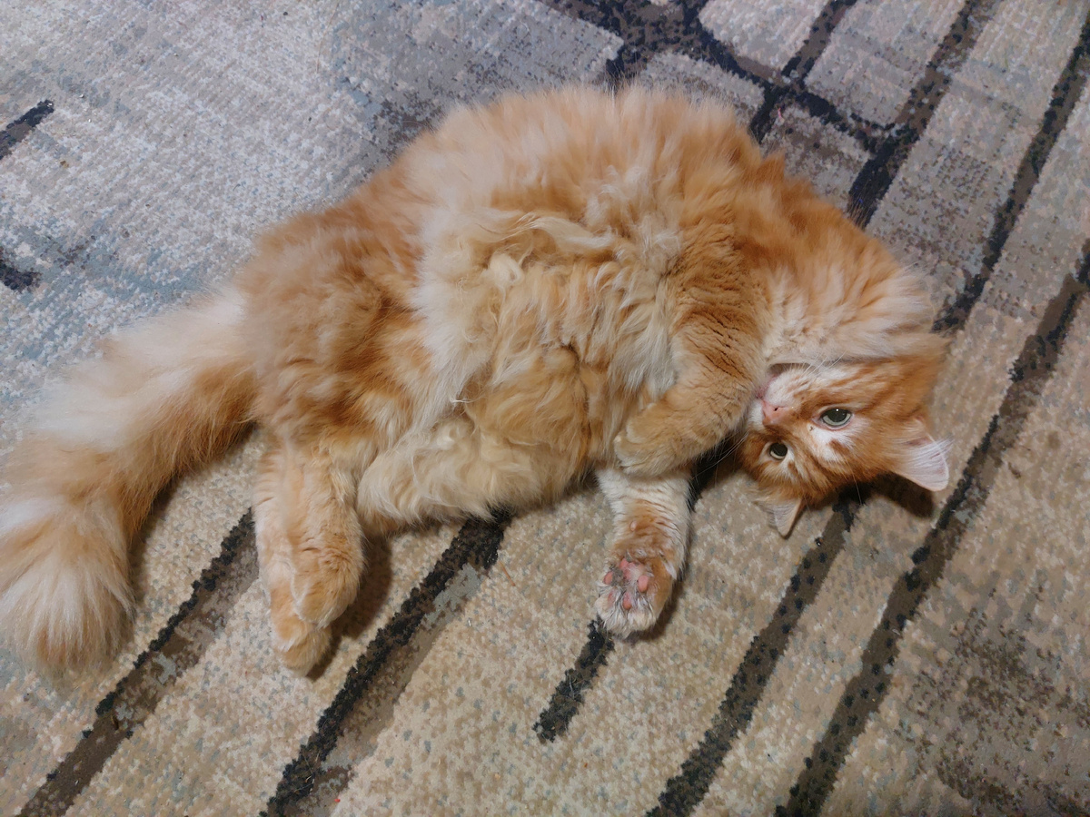 Симба на отдыхе