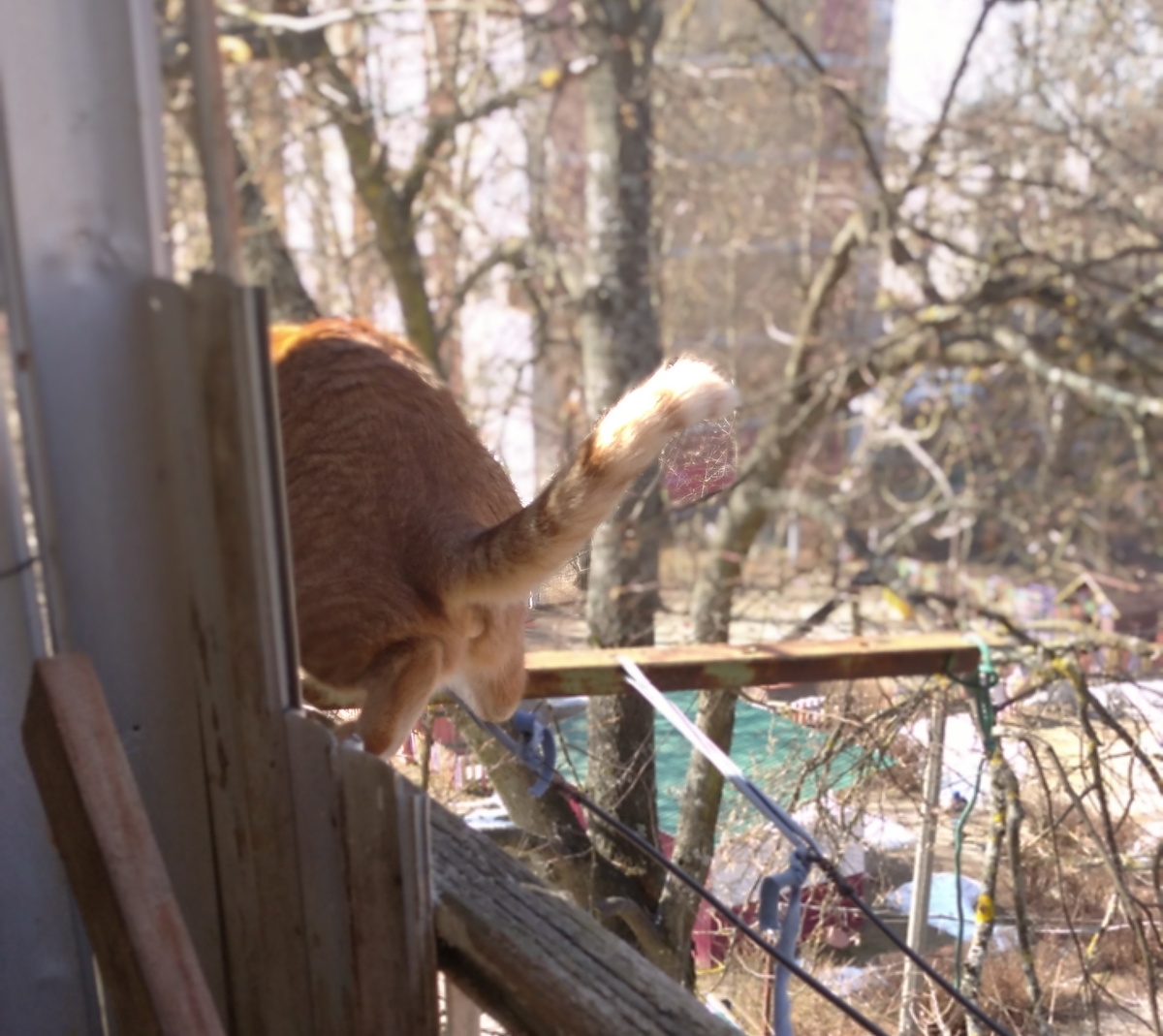 личное  фото