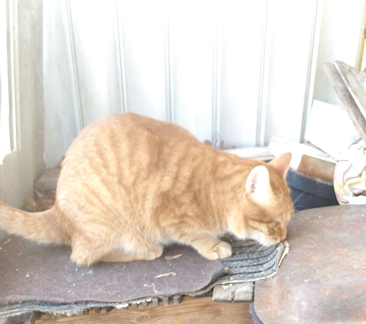 личное  фото