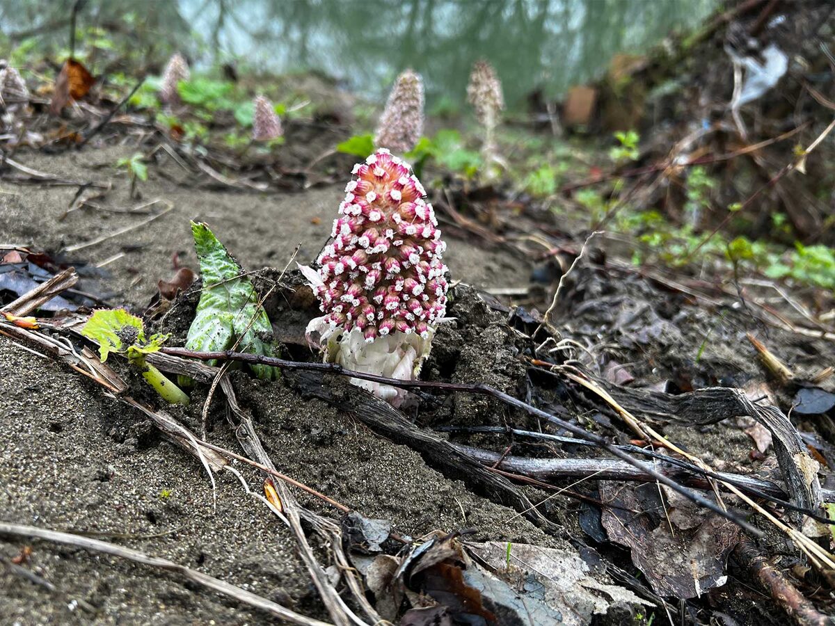 Белокопытник гибридный