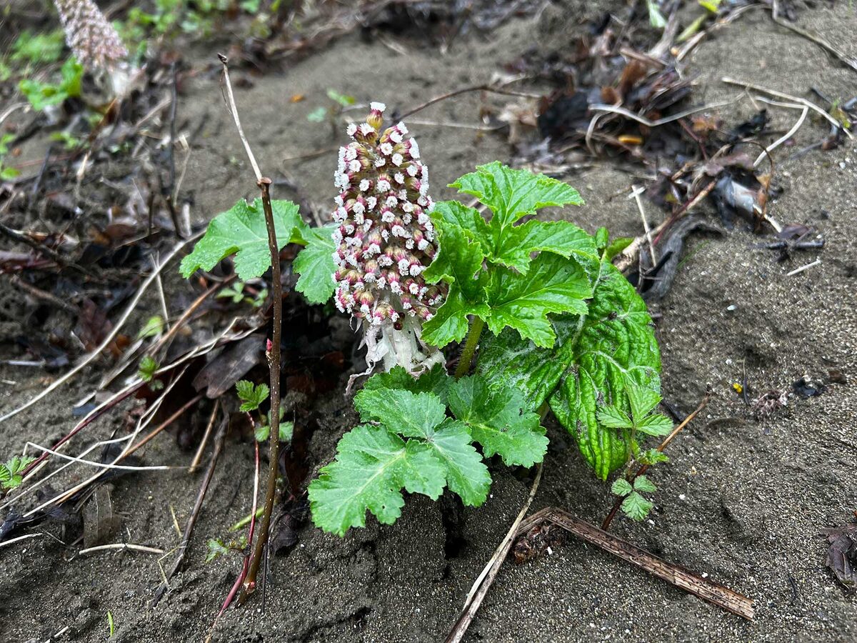 Белокопытник