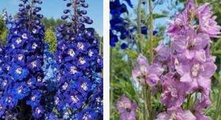 выращивание дельфиниума