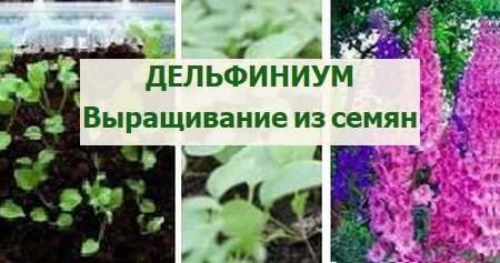 дельфиниум из семян