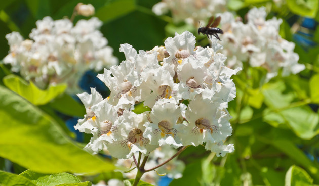    Катальпа прекрасная. Фото: All for you friend / Shutterstock / Fotodom