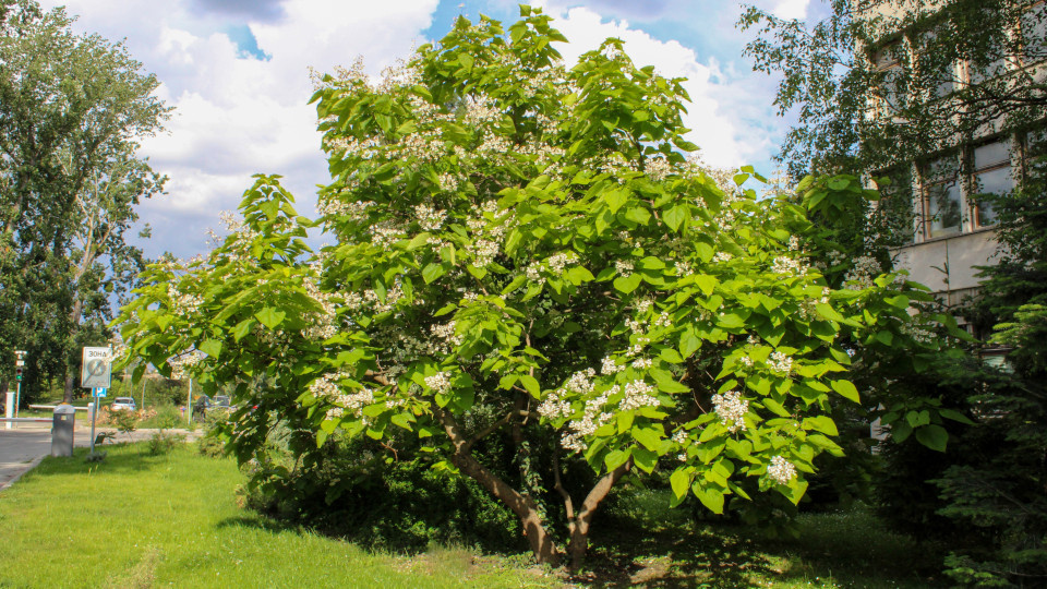 Катальпа. Фото: Wolf Vuk / Shutterstock / Fotodom