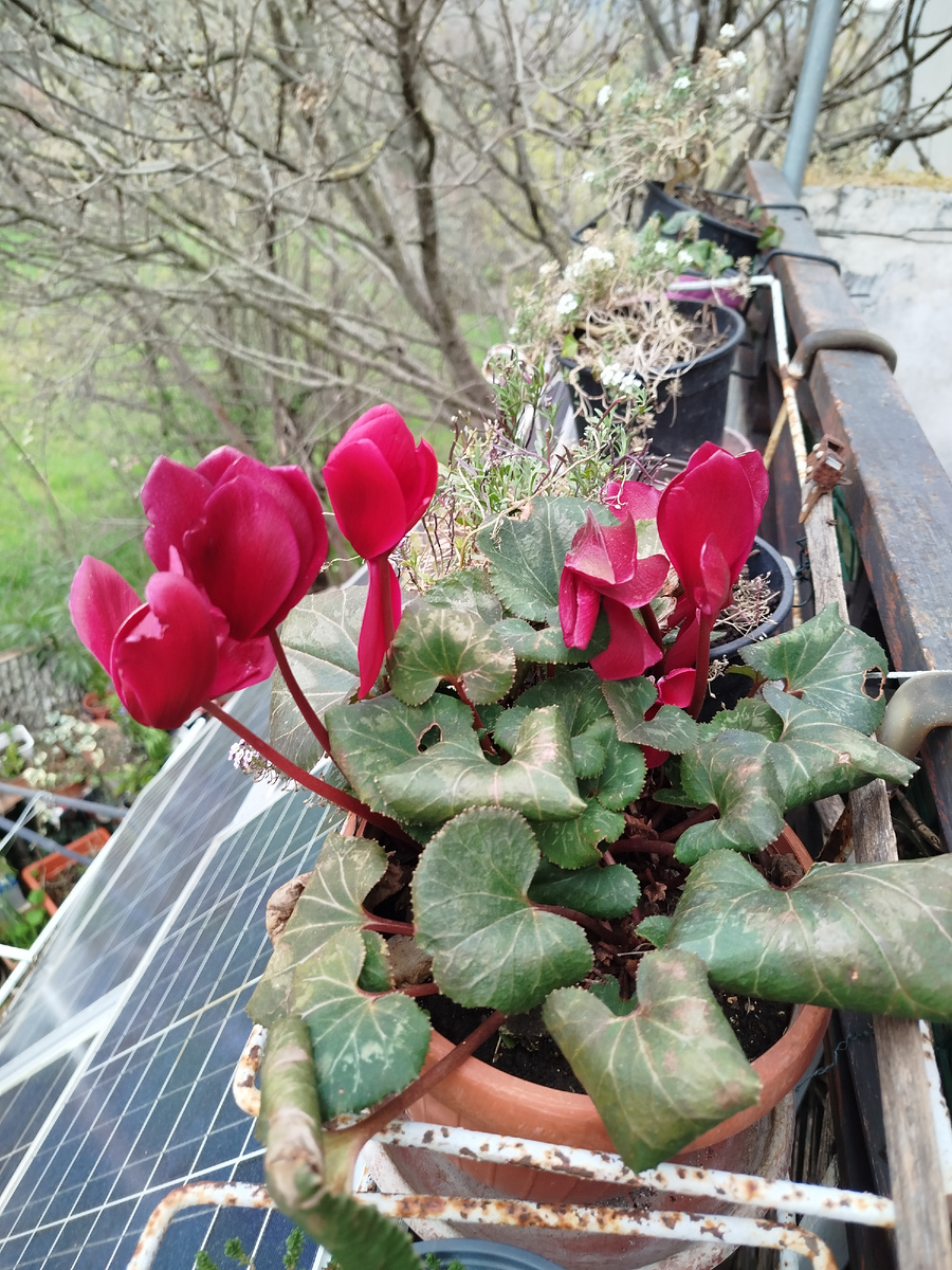 Фото автора. Единственный, цветущий куст.