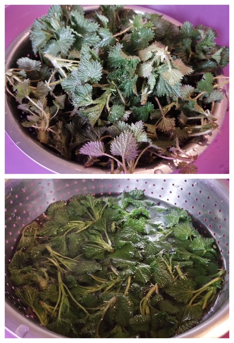 Фото автора статьи: Ворошиловой М. В. 24.03.2026 г. Объём крапивы после бланширования уменьшается в два раза. 