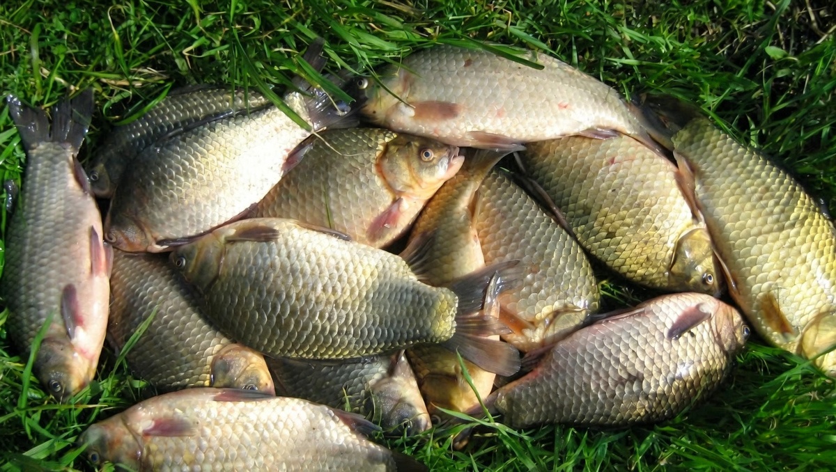 Улов карасиков при сломе погоды. Не большой, но стабильный