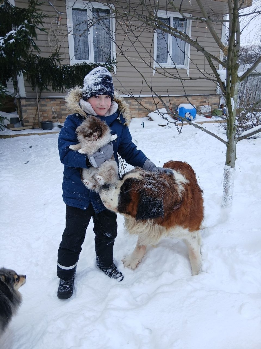 Шпицы гуляют на участке, а вот с Сербенраром я хожу гулять по посёлку. При чём ведёт он себя со мной гораздо лучше, чем моя собственная собака😅 Знает, наверное, что в случае чего я всё равно его не удержу