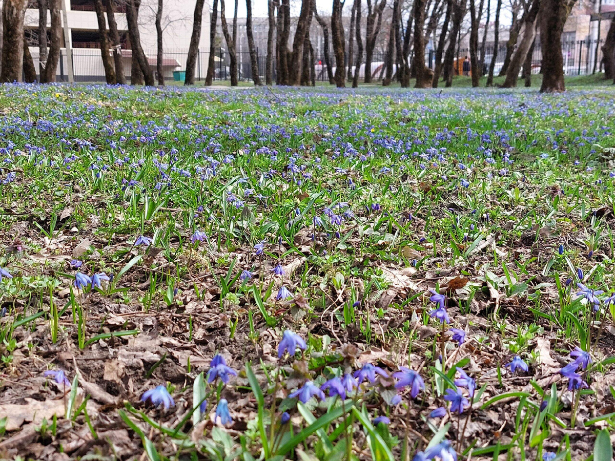 Пролески.
