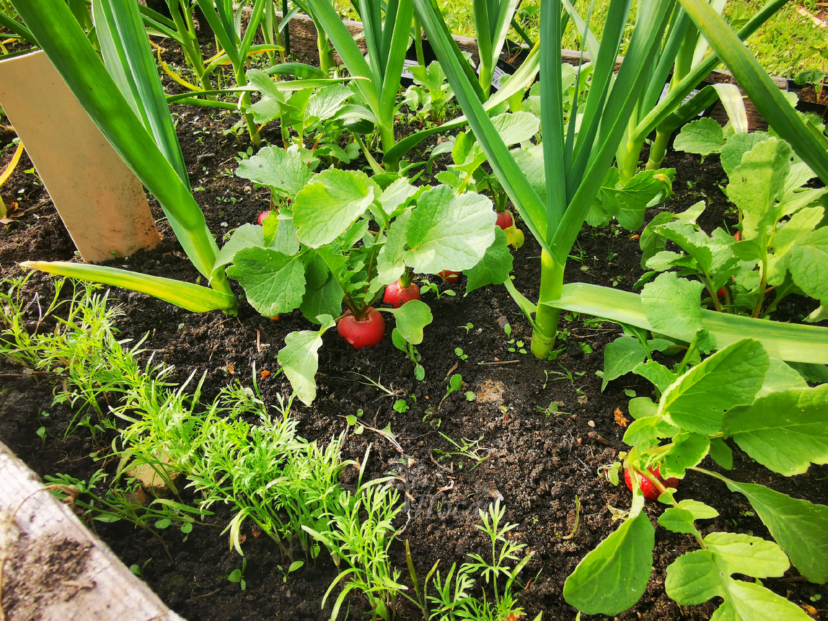 Здесь у чеснока начал обособляться стебель. Азот вносить больше не надо. Фото сделано как раз  в середине мая.