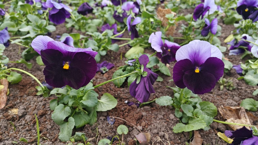    Первый городской канал Калининград